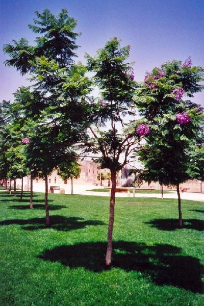 Tricase - Uno scorcio di piazza Cappuccini